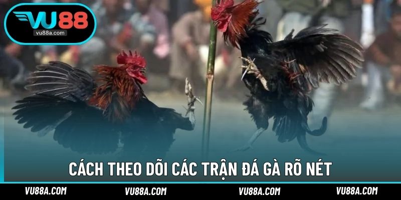 Cách theo dõi các trận đá gà rõ nét