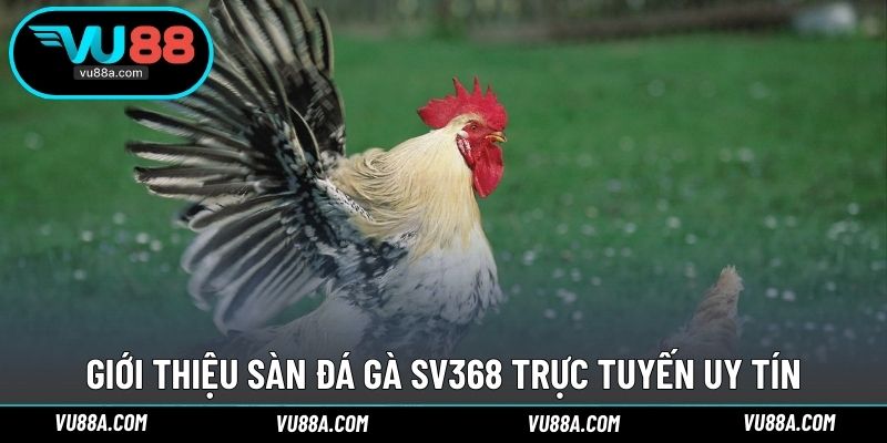 Giới thiệu sàn đá gà SV368 trực tuyến uy tín
