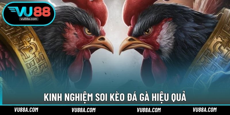 Kinh nghiệm soi kèo đá gà hiệu quả