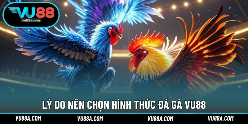 Lý do nên chọn hình thức đá gà VU88